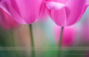 Tulip Flowers Photography Tulips are for me a rite of spring and one of my favorite flowers to photograph to capture the bloom and bokeh around...