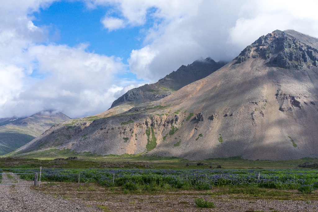 Iceland Cliffs and Lupine.jpg 