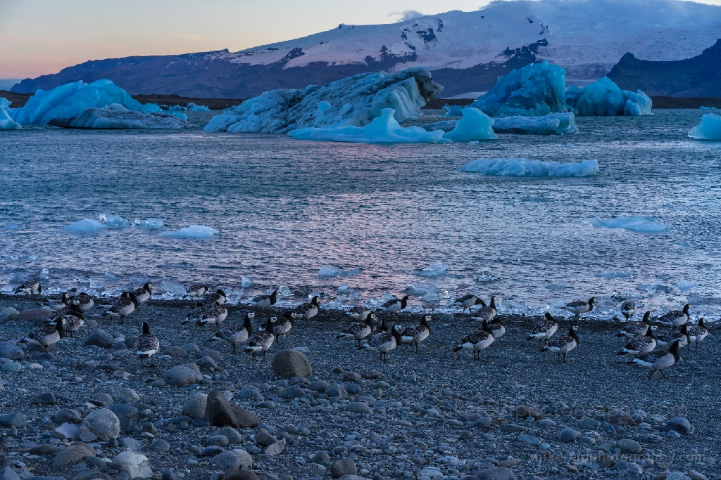 Iceland Jokulsarlon Birds on the Move.jpg 