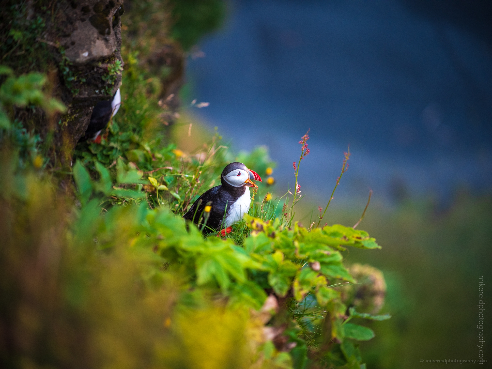 Iceland Puffin in sunset Light Zeiss 135mm GFX50s.jpg 