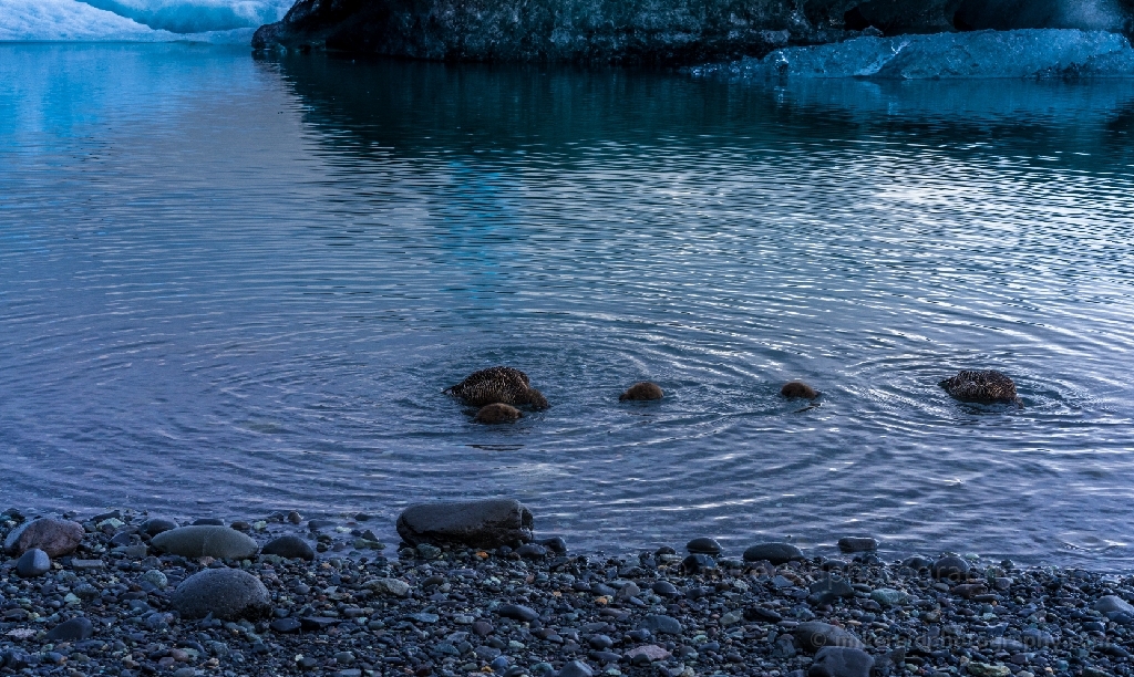 Iceland Jokulsarlon Ducks Bathing.jpg