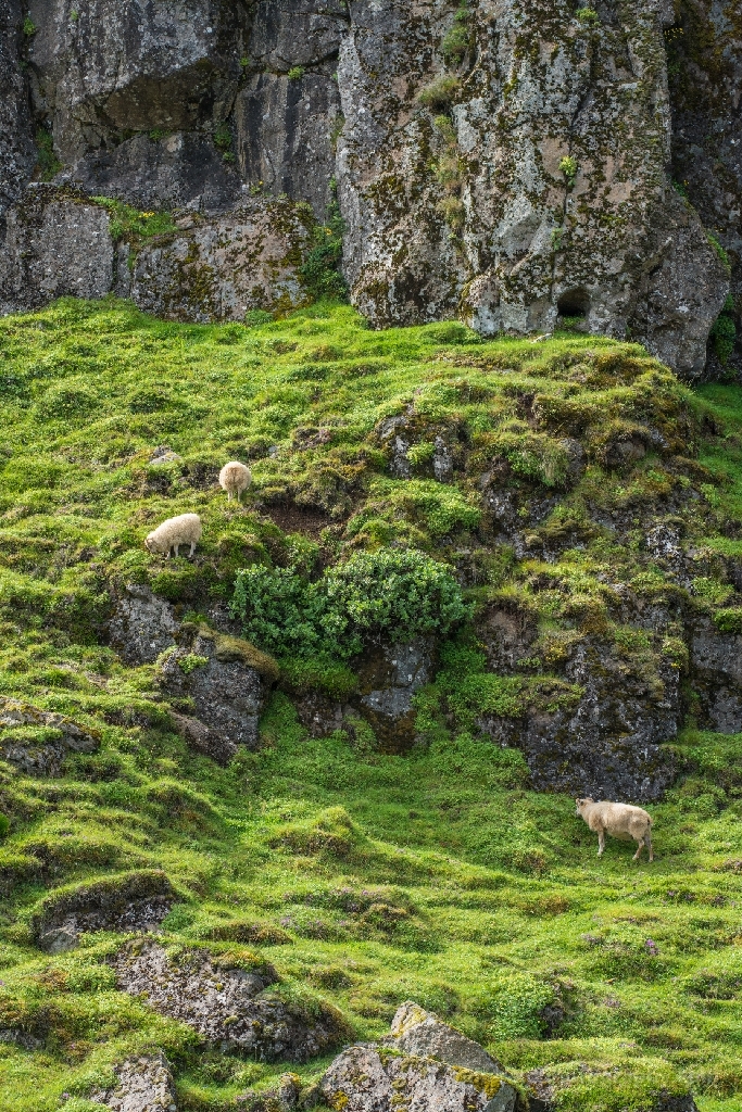 Iceland Vatnajokull Sheep on the Slopes.jpg