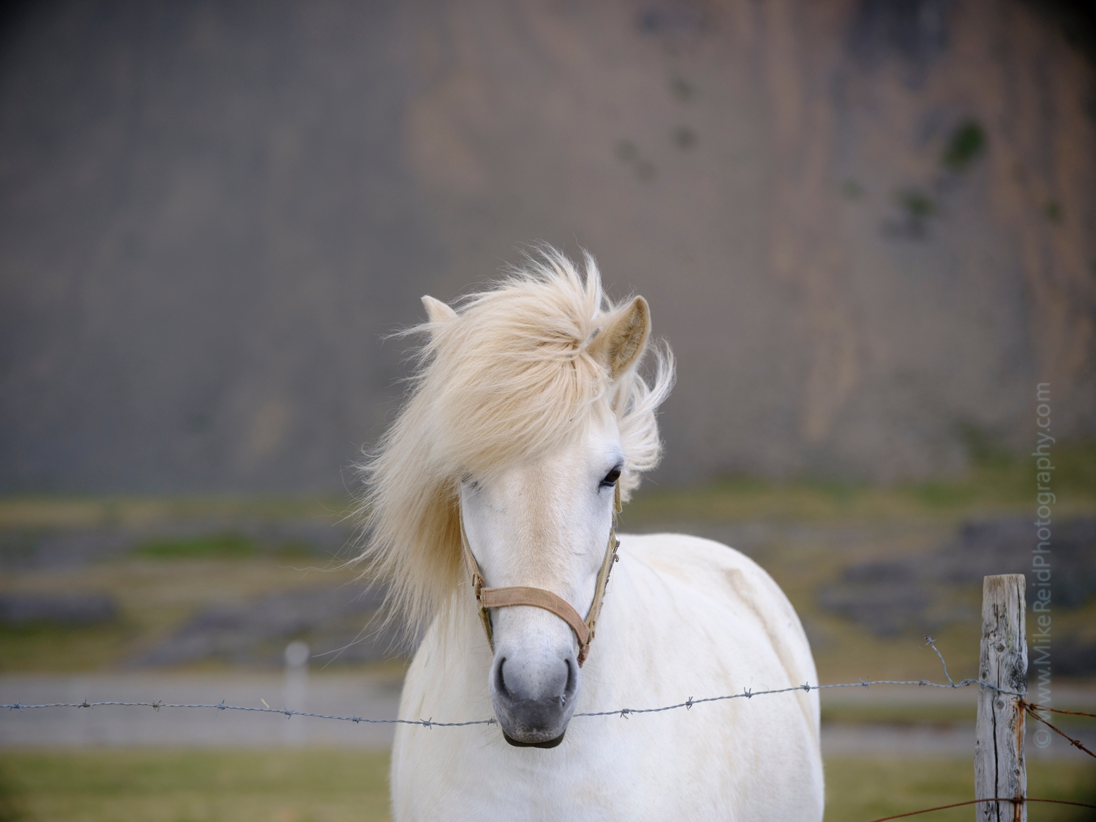 Iceland White Horse Portrait
