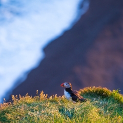 Iceland Dyrholae Puffin Canon 100-400mm.jpg To order a print please email me at  Mike Reid Photography : iceland, nordic, ice, glacier, beach, sand, lagoon, sunset, sunrise, sky, skies, jokulsarlon river, water, reflection, romance, evening, night, sky, clouds, landscape, europe,  famous, destination, travel, trip, dream, landscape, light, movement, coast, ocean, vatnajokull, glacial, stokksnes, vestrahorn, puffins, braided rivers