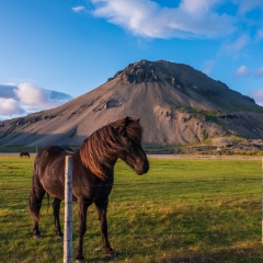Iceland Horse Closeup GFX50s.jpg  Honestly this trip changed my life....crazy as that sounds. I did the Everest base camp trek in Feb and Banff in June and they paled in comparison. The thing about Iceland is sometimes we shooters go on trips and feel pressure to get great shots. But Iceland is so awesome that the amazing shots just keep throwing themselves at you. Its just relentless. At some point I just relaxed and took it all in. 7 trips later, I can't wait to go back this year. Please contact me for your own Iceland Photography tour.  #iceland To order a print please email me at  Mike Reid Photography : Landmannalaugar, gfx50s, horse