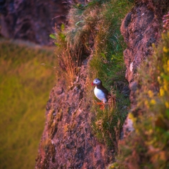 Iceland Puffin in sunset Light Zeiss 100-300mm GFX50s.jpg To order a print please email me at  Mike Reid Photography : Landmannalaugar, gfx50s, puffins