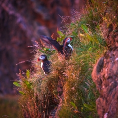 Iceland Puffins in sunset Light Zeiss 100-300mm GFX50s.jpg To order a print please email me at  Mike Reid Photography : Landmannalaugar, gfx50s, puffins