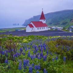 Iceland Vik Church and Lupine.jpg