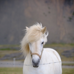 Iceland White Horse Portrait.jpg