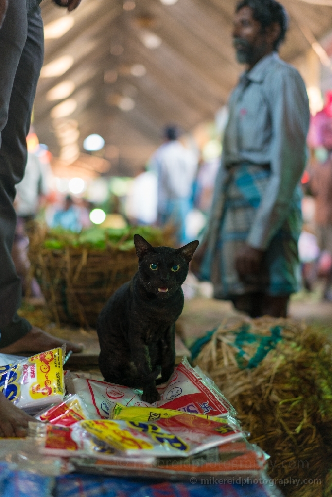 Koyambedu Market Cat With an Opinion