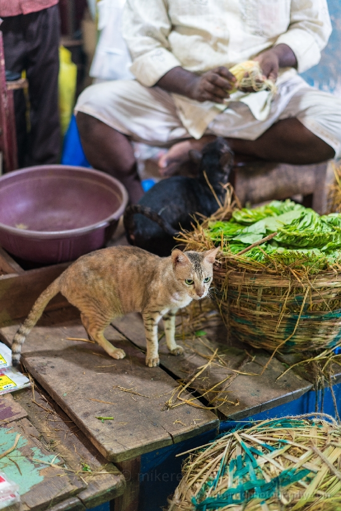 Koyambedu Market Cat
