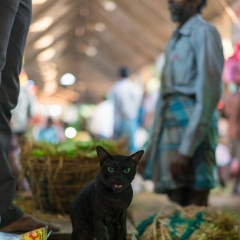 Koyambedu Market Cat With an Opinion.jpg