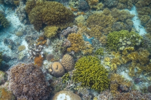 Indonesia Raja Ampat Snorkeling Blue Starfish.jpg