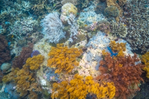 Indonesia Raja Ampat Snorkeling Colorful Corals.jpg