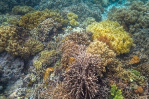 Indonesia Raja Ampat Snorkeling Coral.jpg