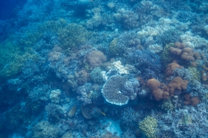 Indonesia Raja Ampat Snorkeling Corals.jpg