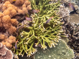 Indonesia Raja Ampat Snorkeling Green Corals.jpg