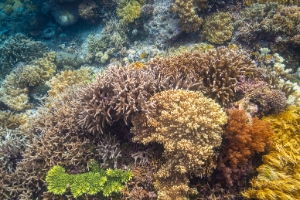 Indonesia Raja Ampat Snorkeling Undersea Colors.jpg