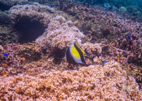 Indonesia Raja Ampat Snorkeling Yellow Fish.jpg