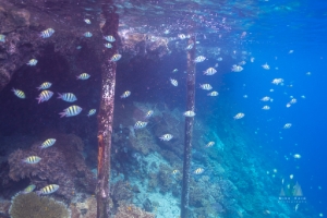 Indonesia Raja Ampat Snorkeling.jpg