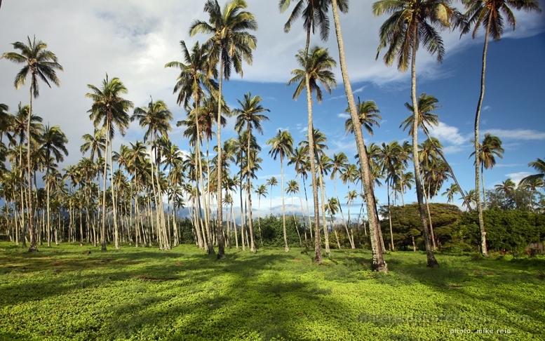 Kauai Palm Trees