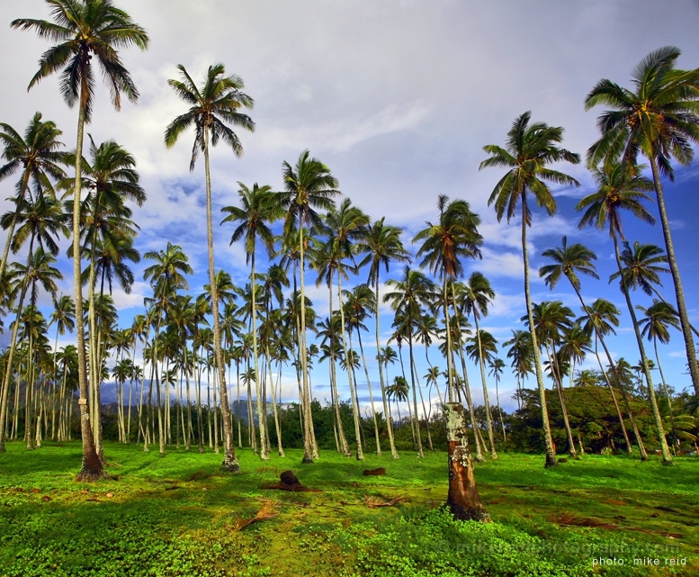 Kauai Palms