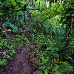 Kalalau Trail Mud To order a print please email me at  Mike Reid Photography : kauai, hawaii, garden island, hanakapiai, naapali, kalalau, waimea, kilauea