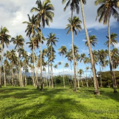 Kauai Palm Trees To order a print please email me at  Mike Reid Photography : kauai, hawaii, garden island, hanakapiai, naapali, kalalau, waimea, kilauea