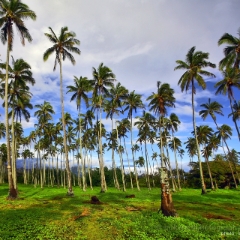 Kauai Palms To order a print please email me at  Mike Reid Photography : kauai, hawaii, garden island, hanakapiai, naapali, kalalau, waimea, kilauea