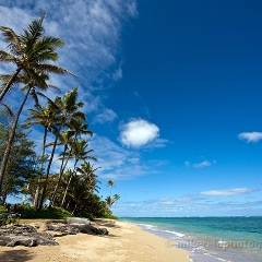 Palm Trees and Beach To order a print please email me at  Mike Reid Photography : hawaii, waikiki, oahu, big island, tropics, tropical, vacation, hawaiian islands, aloha, canon, sunny, paradise