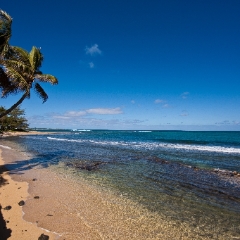 Sunny Hawaii Tropical To order a print please email me at  Mike Reid Photography : hawaii, waikiki, oahu, big island, tropics, tropical, vacation, hawaiian islands, aloha, canon, sunny, paradise