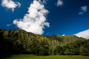 Gorgeous Lush Green