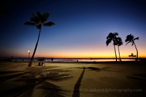 Palm Trees Beach