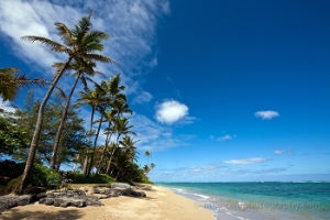 Palm Trees and Beach