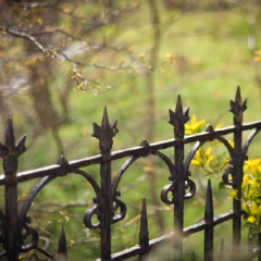 Old Iron Fence To order a print please email me at  Mike Reid Photography : Falls, waterfalls, oregon waterfalls, washington waterfalls, northwest waterfalls, stream, horsetail, multnomah, lewis, landscape, palouse, waterfall stream, moss, ferns, rainier waterfalls