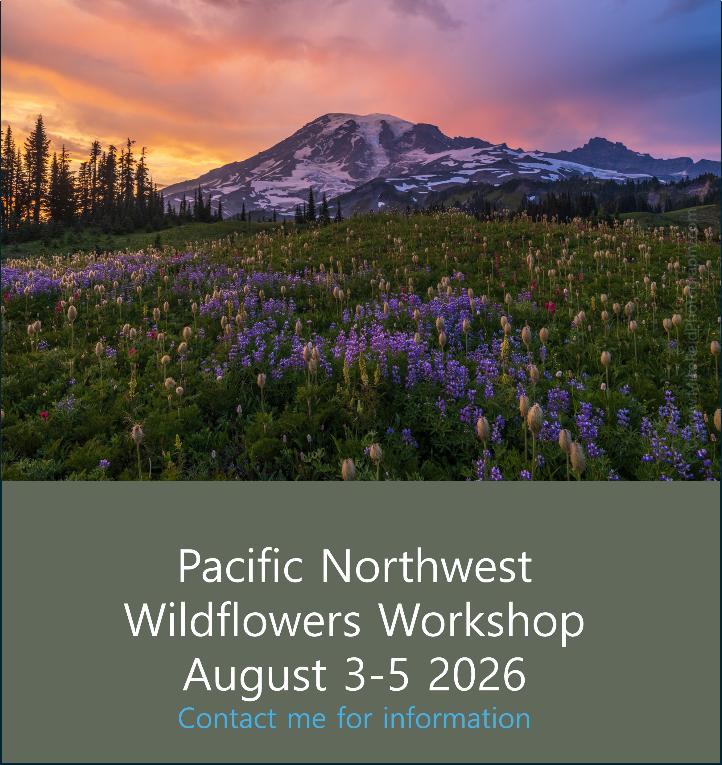 Pacific Northwest Wildflowers Workshop August 3–5 2026