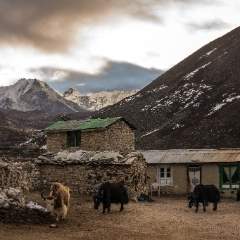 Dingboche Yaks Gathering.jpg To order a print please email me at  Mike Reid Photography : nepal, everest, himalayas, mountains, kathmandu, peaks, trave, l, travel photography, glaciers, mount everest, lhotse, ama dablam, yak, trek, hiking, nepal trek