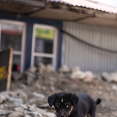 Namche Puppy Intense Eyes.jpg To order a print please email me at  Mike Reid Photography : nepal, everest, himalayas, mountains, kathmandu, peaks, trave, l, travel photography, glaciers, mount everest, lhotse, ama dablam
