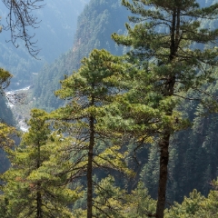 Nepal Evergreens.jpg To order a print please email me at  Mike Reid Photography : nepal, everest, himalayas, mountains, kathmandu, peaks, trave, l, travel photography, glaciers, mount everest, lhotse, ama dablam, yak, trek, hiking, nepal trek