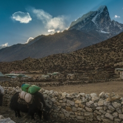 Yaks Moving Through Dingboche Nepal Zeiss 28mm Otus.jpg To order a print please email me at  Mike Reid Photography : nepal, everest, himalayas, mountains, kathmandu, peaks, trave, l, travel photography, glaciers, mount everest, lhotse, ama dablam, yak, trek, hiking, nepal trek