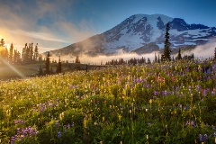 Mount Rainier Photography