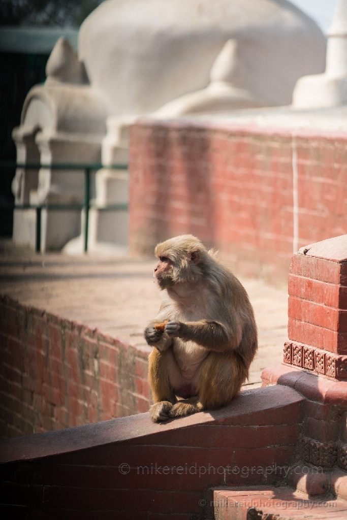 Kathmandu Macaque at Temple