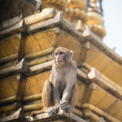 Swayambhu Stupa Monkey To order a print please email me at  Mike Reid Photography : nepal, everest, himalayas, mountains, kathmandu, peaks, trave, l, travel photography, glaciers, mount everest, lhotse, ama dablam, nepali, street photography, sadhu, hindu