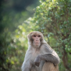 Temple Monkey in Repose.jpg