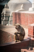 Kathmandu Macaque at Temple