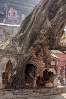 Shrine in a Ficus Tree Kthamandu