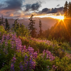 Lupine Sunstar Sunset To order a print please email me at  Mike Reid Photography : shuksan, baker, mount baker, mount shuksan, washington, washington state, northwest, northwest images, northwest photography, washington state photography, nature, sunset, sunrise, reid