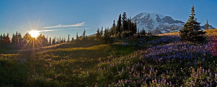 Mazama Wildflower Rainier Panorama 