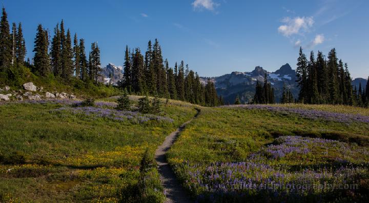 Meadows towards Tattoosh Ridge 