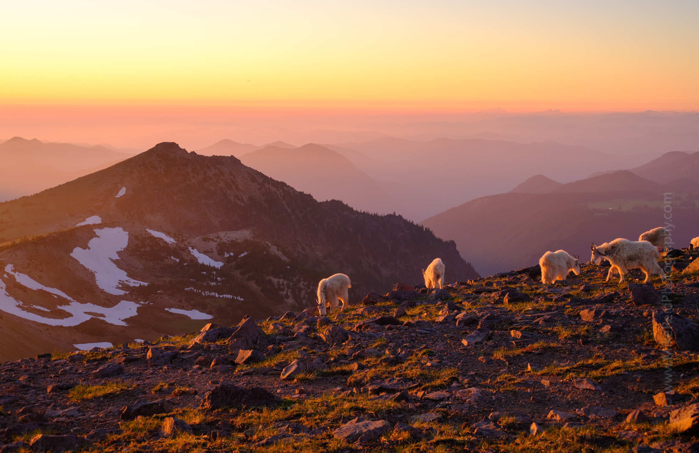 Mount Rainier Photography Mountain Goats Sunset Layers.jpg 